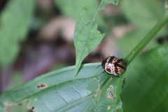 Platyphora fulvicornis