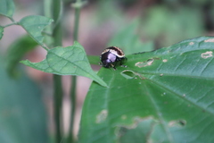 Platyphora fulvicornis
