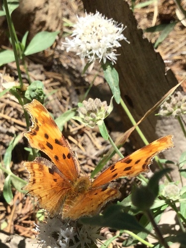 iNaturalist observation photo of Hoary Comma