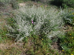 Lepidium