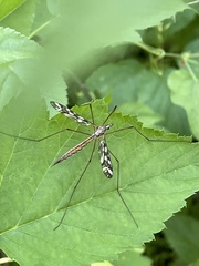 Tipula trivittata