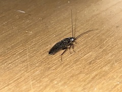 Ectobius sylvestris