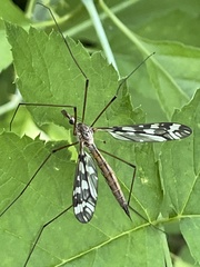 Tipula trivittata