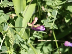 Vicia americana