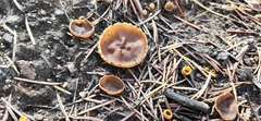 Gyromitra perlata