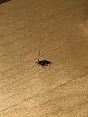Ectobius sylvestris