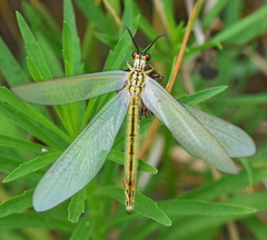 Myrmecaelurus trigrammus