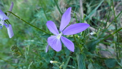 Viola cornuta