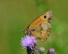 Maniola jurtina