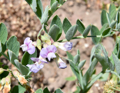 Lathyrus pauciflorus