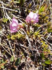 Kalmia polifolia