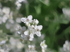 Lepidium