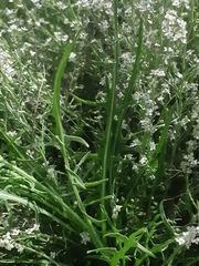 Lepidium