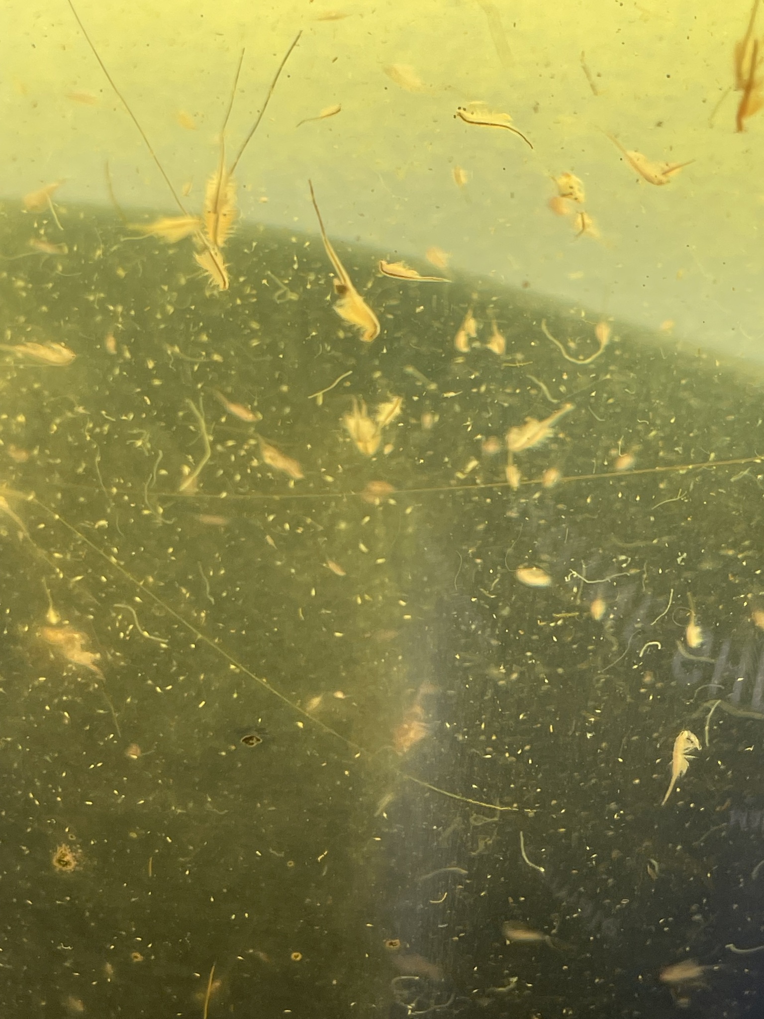 Artemia monica Verrill, 1869