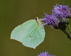 Gonepteryx rhamni