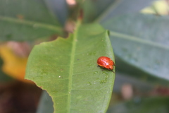 Iphiclus lateripunctatus
