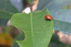 Iphiclus lateripunctatus