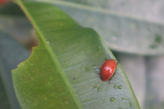 Iphiclus lateripunctatus