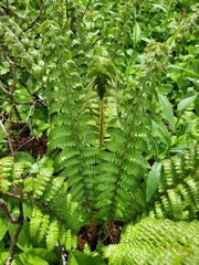 Polystichum braunii image