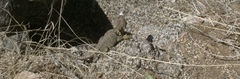 Crotaphytus