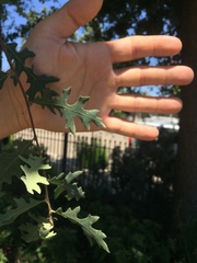 Quercus lobata