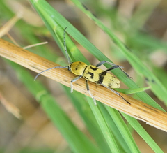 Chlorophorus varius