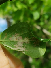 Phyllocoptes malinus