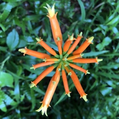 Gurania lobata