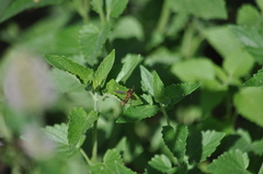 Physocephala marginata