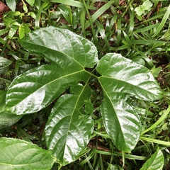 Gurania lobata