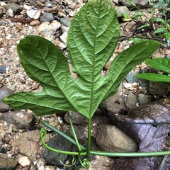 Gurania lobata
