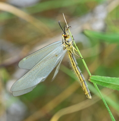 Myrmecaelurus trigrammus