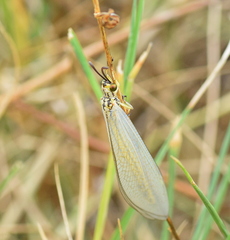 Myrmecaelurus trigrammus