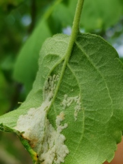 Phyllocoptes malinus