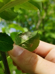 Phyllocoptes malinus