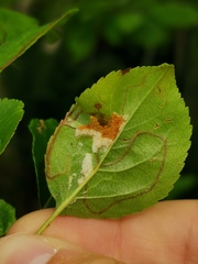 Phyllocoptes malinus