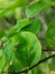 Phyllocoptes malinus