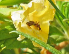 Closterocoris amoenus