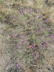 Astragalus versicolor