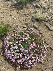 Astragalus versicolor