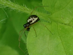 Microlinyphia pusilla