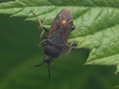 Megalonotus sabulicola