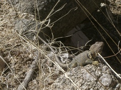 Crotaphytus