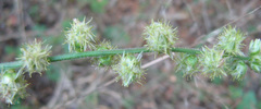 Alternanthera