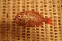 Hoplostethus atlanticus