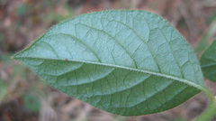 Alternanthera