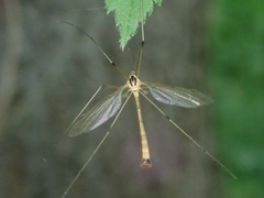 Cylindrotoma distinctissima