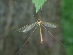Cylindrotoma distinctissima