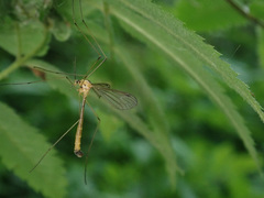 Cylindrotoma distinctissima