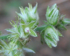 Alternanthera